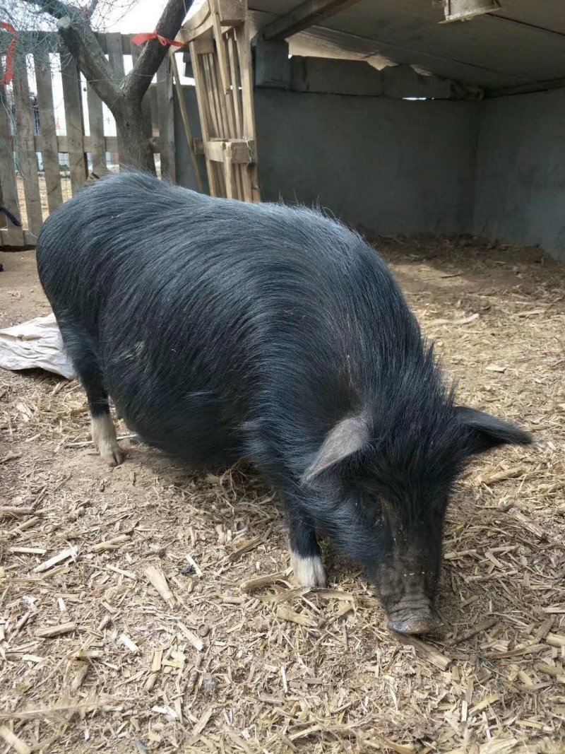 常年供应原生密林野生散养的藏香猪