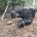 常年供应原生密林野生散养的藏香猪