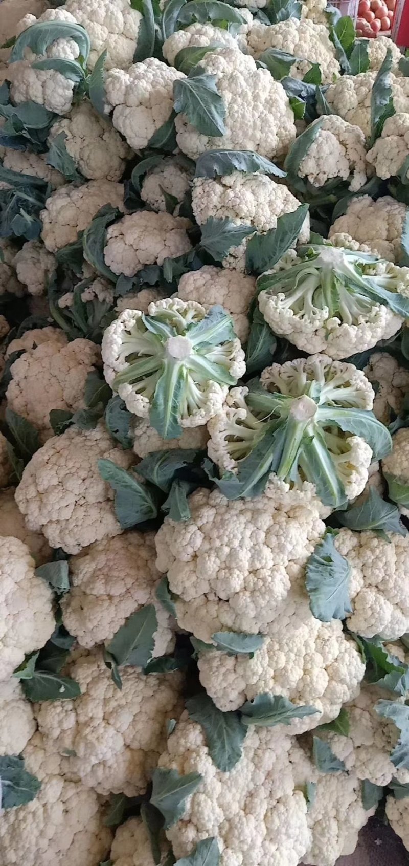 菜花.有机花大量供应