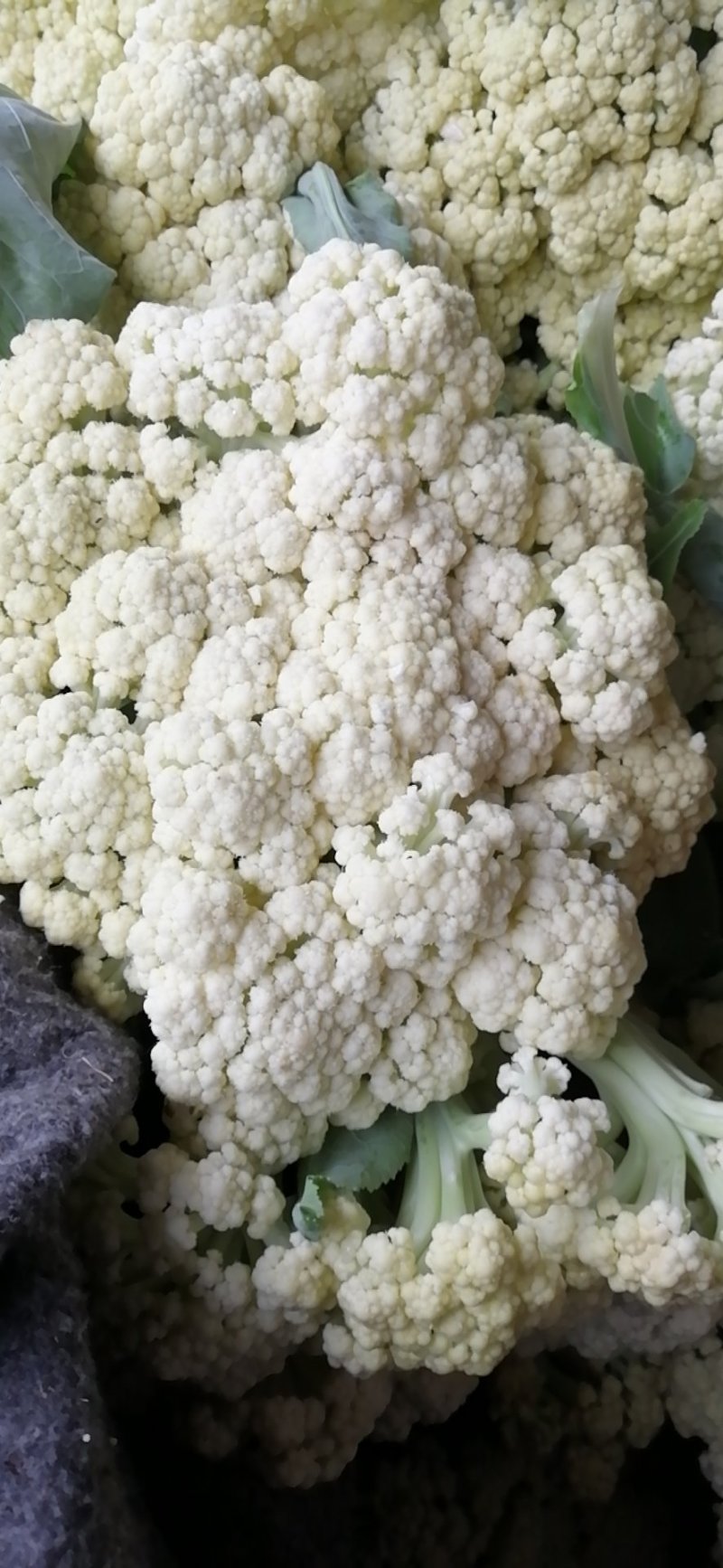 菜花.有机花大量供应