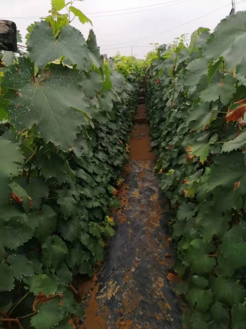 夏黑葡萄树苗糖度18好管理基地直发现挖先发