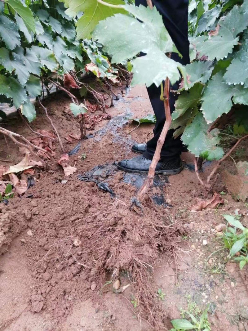 夏黑葡萄树苗糖度18好管理基地直发现挖先发