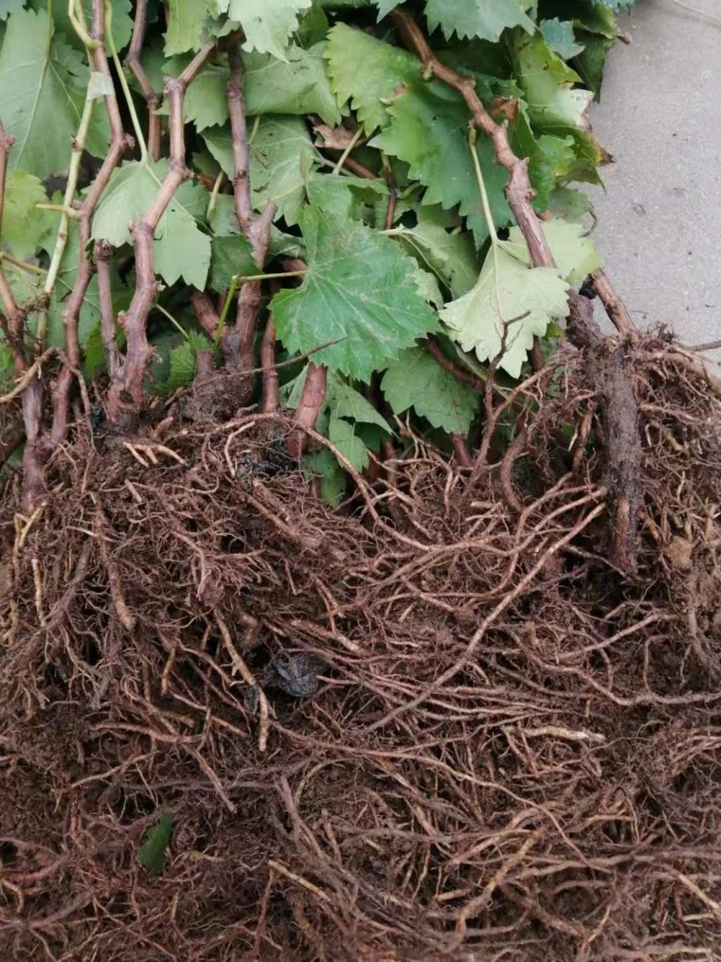 夏黑葡萄树苗糖度18好管理基地直发现挖先发