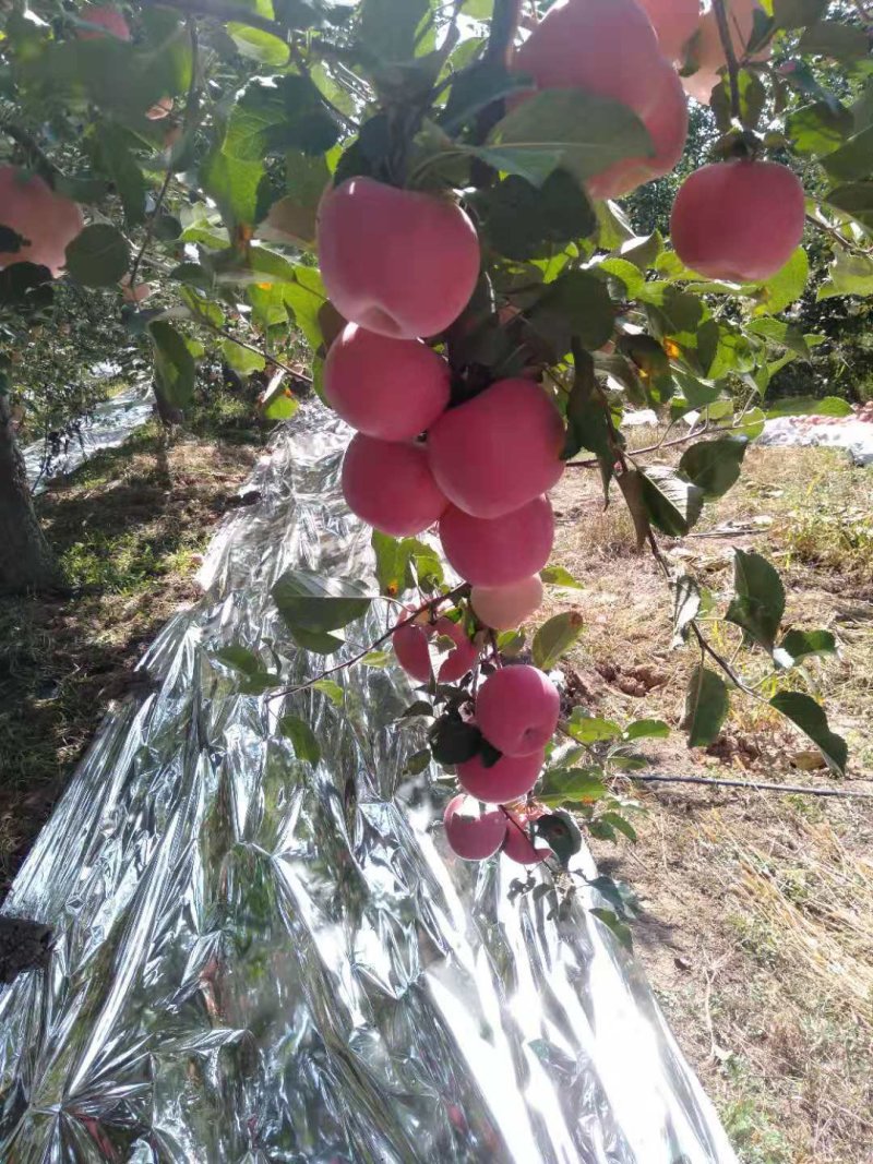 宁夏红富士苹果冰糖心纸膜袋