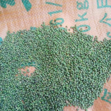 百蕊草(干货野生，带有沫子的通货)