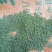 百蕊草(干货野生，带有沫子的通货)
