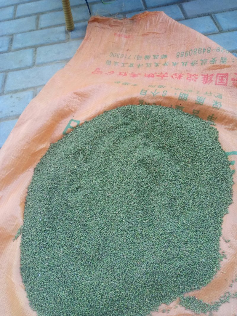 百蕊草(干货野生，带有沫子的通货)