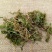 石上柏.道地药材，质优价实，品质保证，药典标准，产地浙江