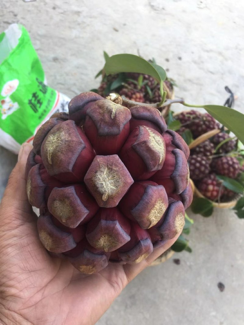 大量供应布福娜黑老虎小苗，野生驯化品种
