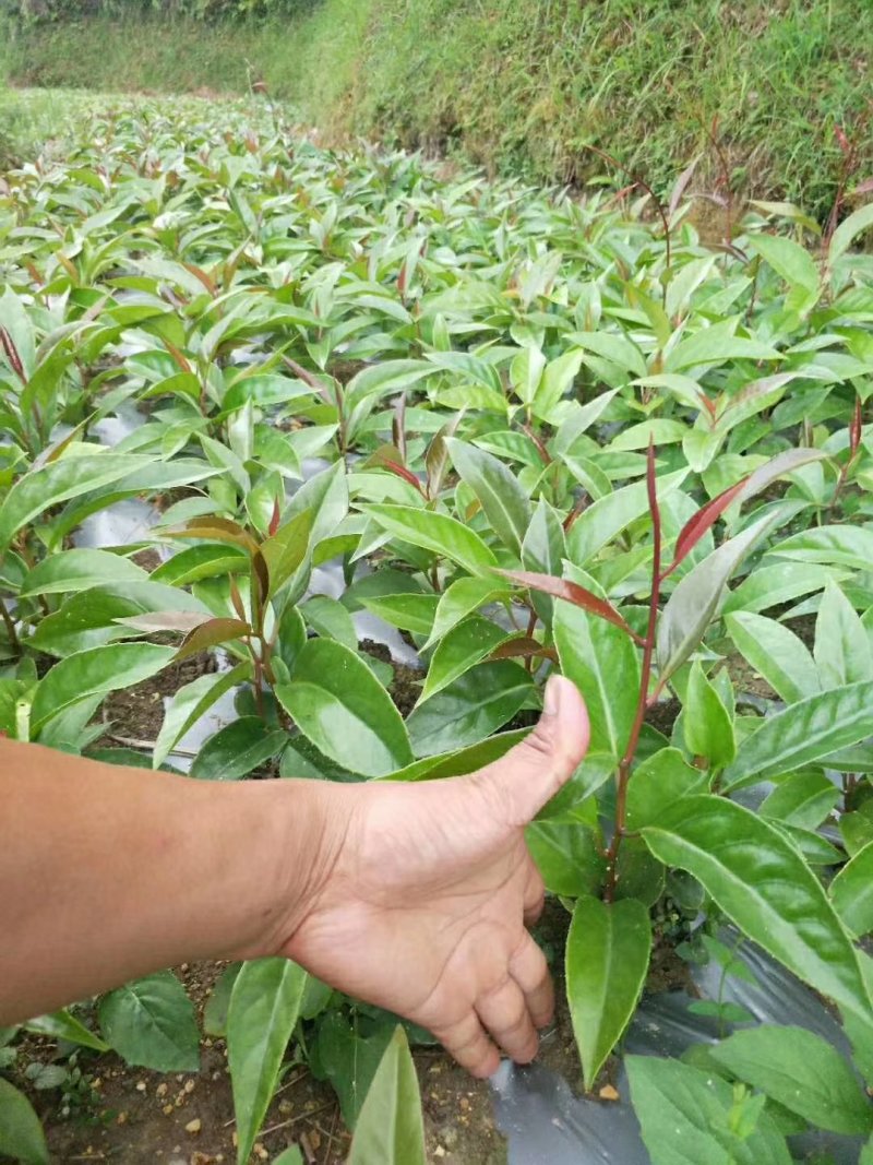大量供应布福娜黑老虎小苗，野生驯化品种