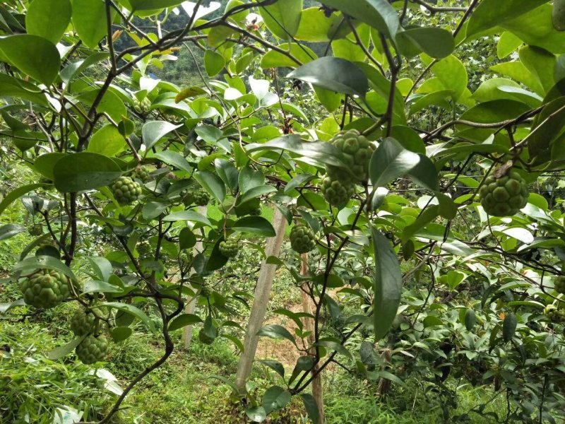 大量供应布福娜黑老虎小苗，野生驯化品种