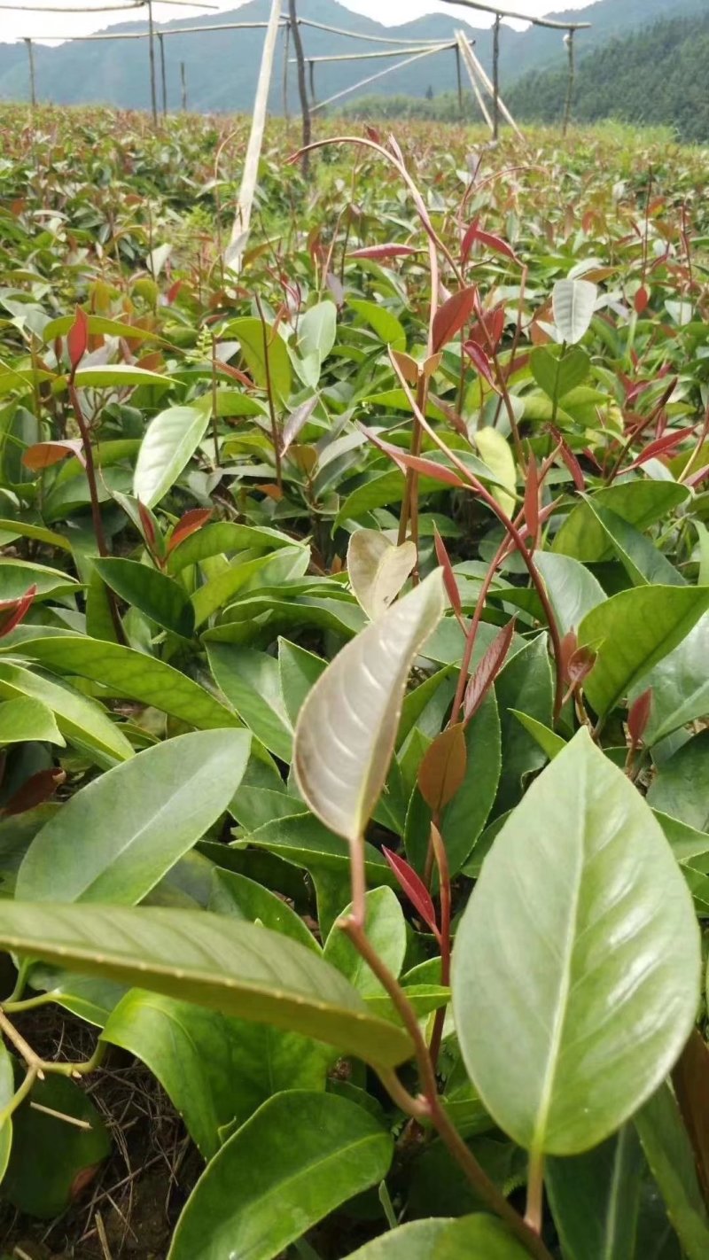 大量供应布福娜黑老虎小苗，野生驯化品种