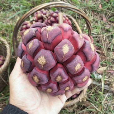 大量供应布福娜黑老虎小苗，野生驯化品种