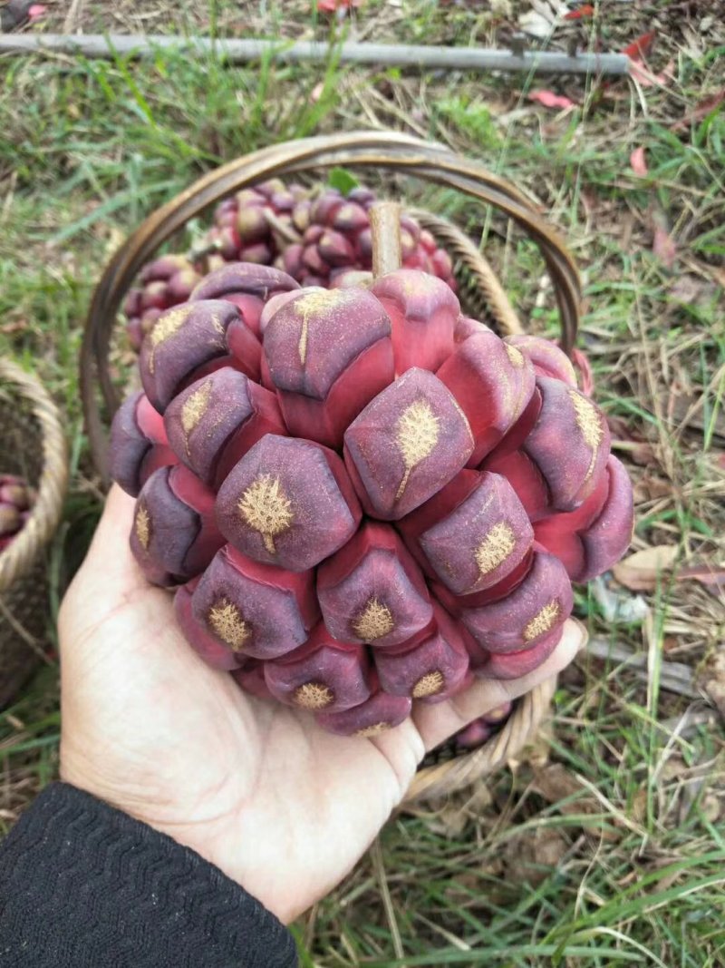 大量供应布福娜黑老虎小苗，野生驯化品种