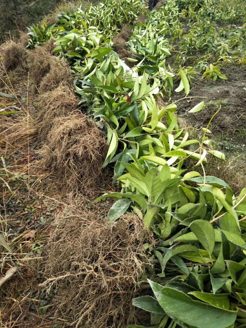 大量供应布福娜黑老虎小苗，野生驯化品种