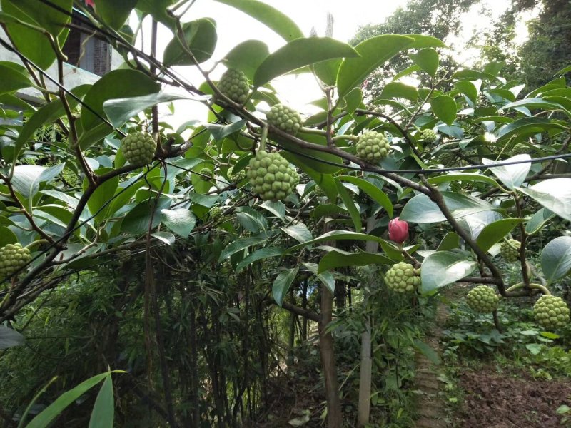 大量供应布福娜黑老虎小苗，野生驯化品种