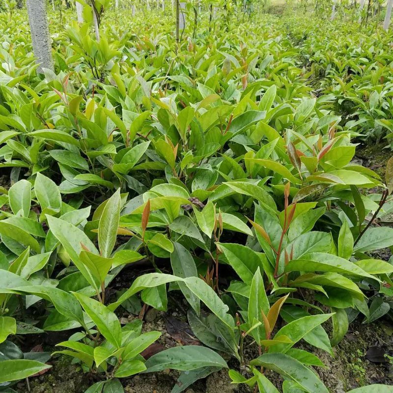 大量供应布福娜黑老虎小苗，野生驯化品种