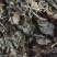 扭肚藤.道地药材，质优价实，品质保证，药典标准，产地广东