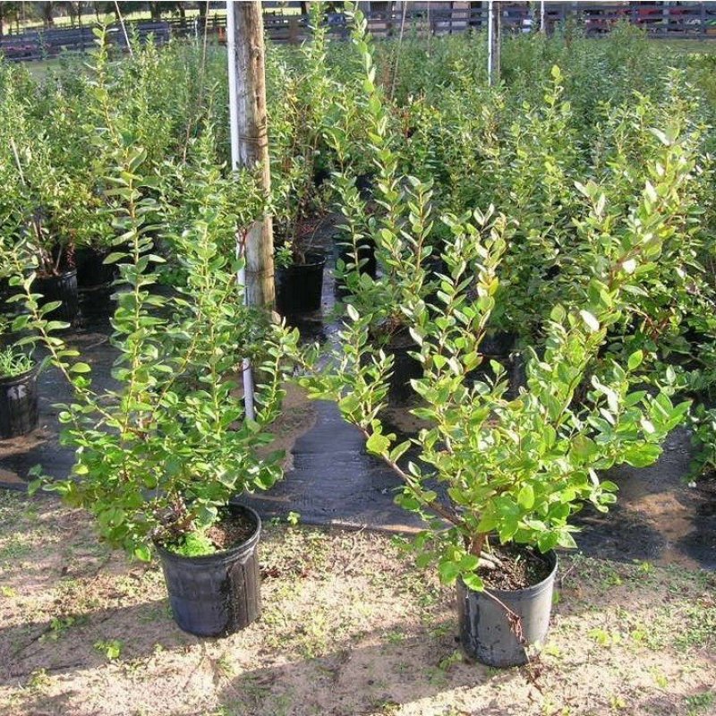 蓝莓果树苗，兔眼蓝莓树苗，珍珠蓝莓树苗绿宝石蓝莓苗莱克西