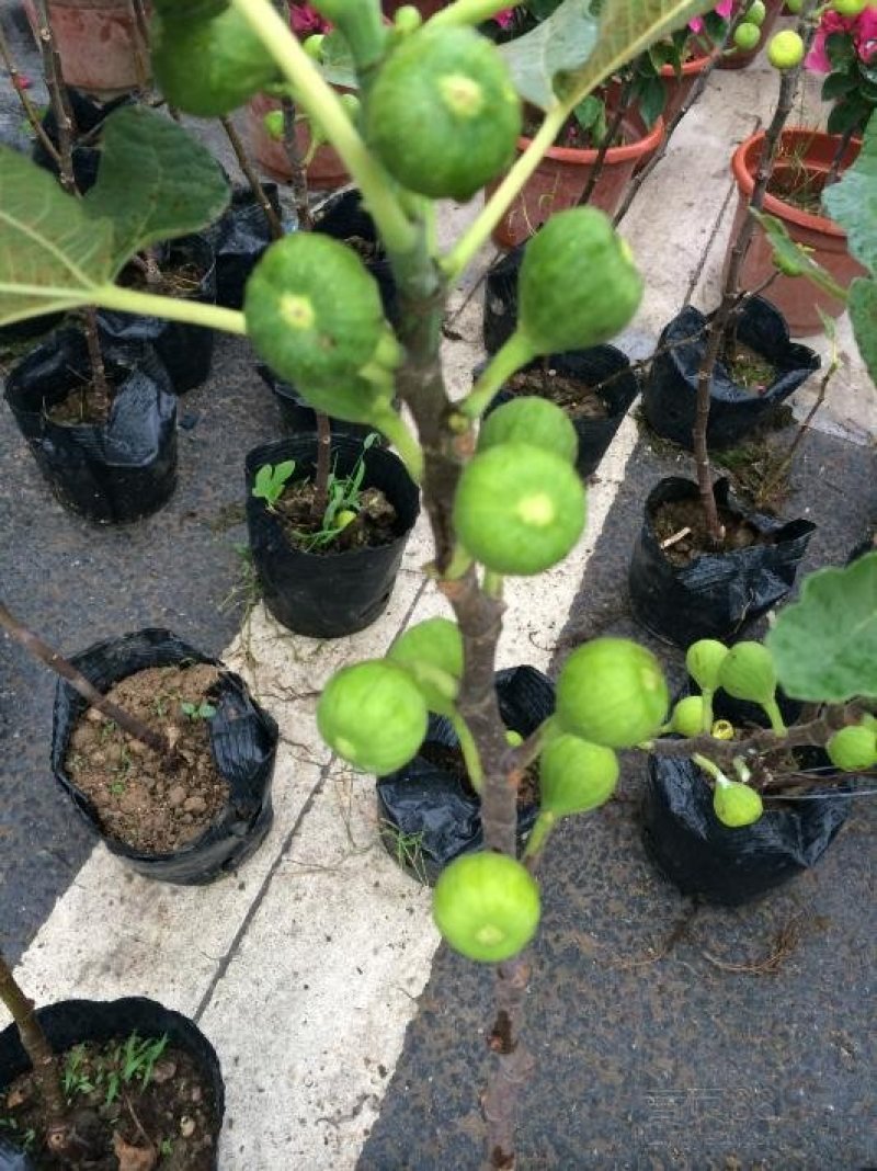 无花果树苗，波姬红树苗，布兰瑞克山东种苗