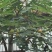 无花果树苗,波姬红树苗,布兰瑞克山东种苗