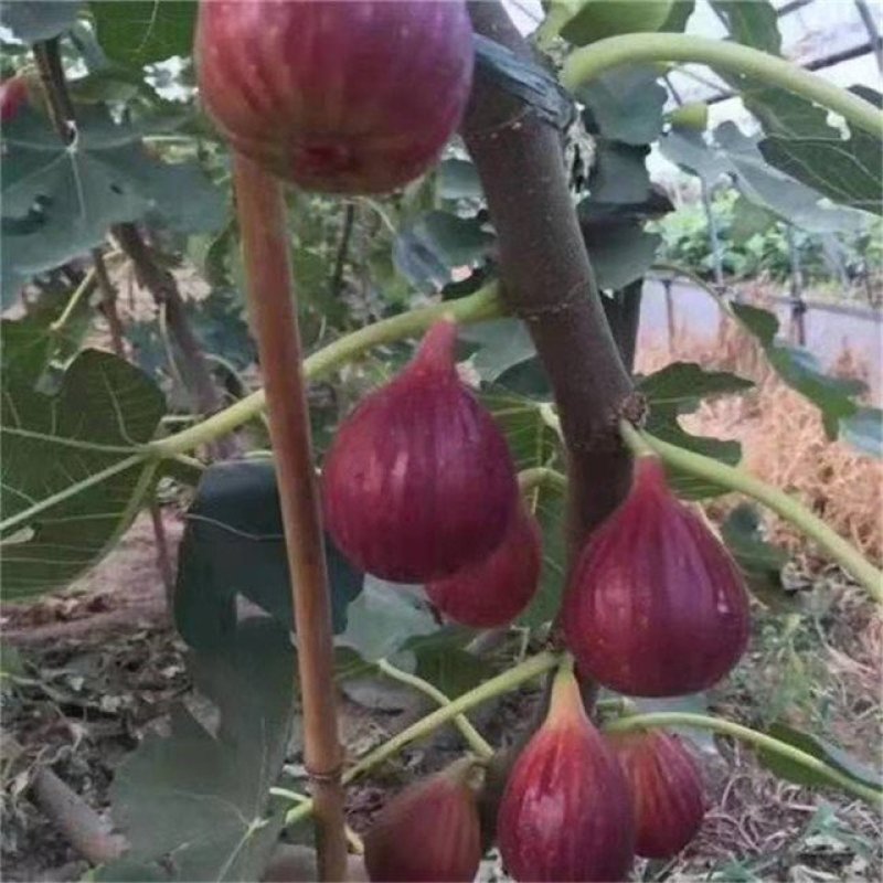 无花果树苗，波姬红树苗，布兰瑞克山东种苗