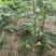 无花果树苗,波姬红树苗,布兰瑞克山东种苗