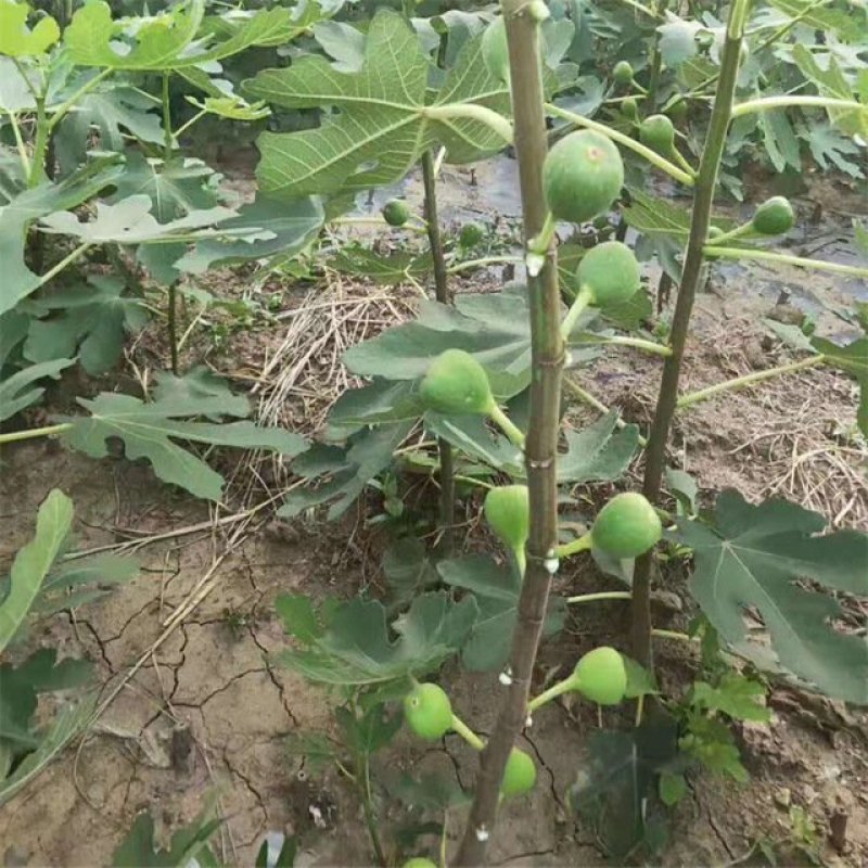 无花果树苗，波姬红树苗，布兰瑞克山东种苗
