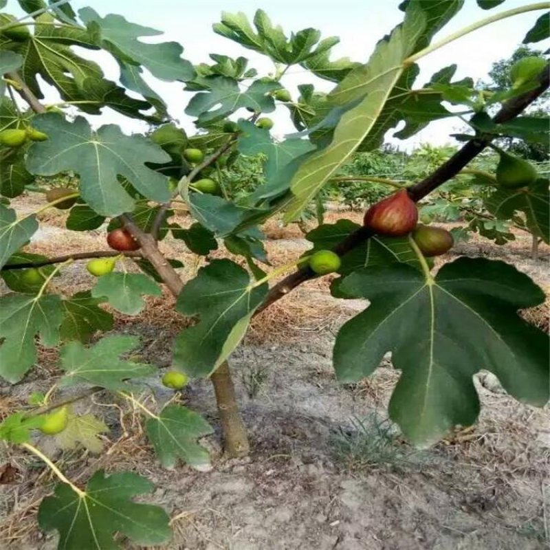 无花果树苗，波姬红树苗，布兰瑞克山东种苗