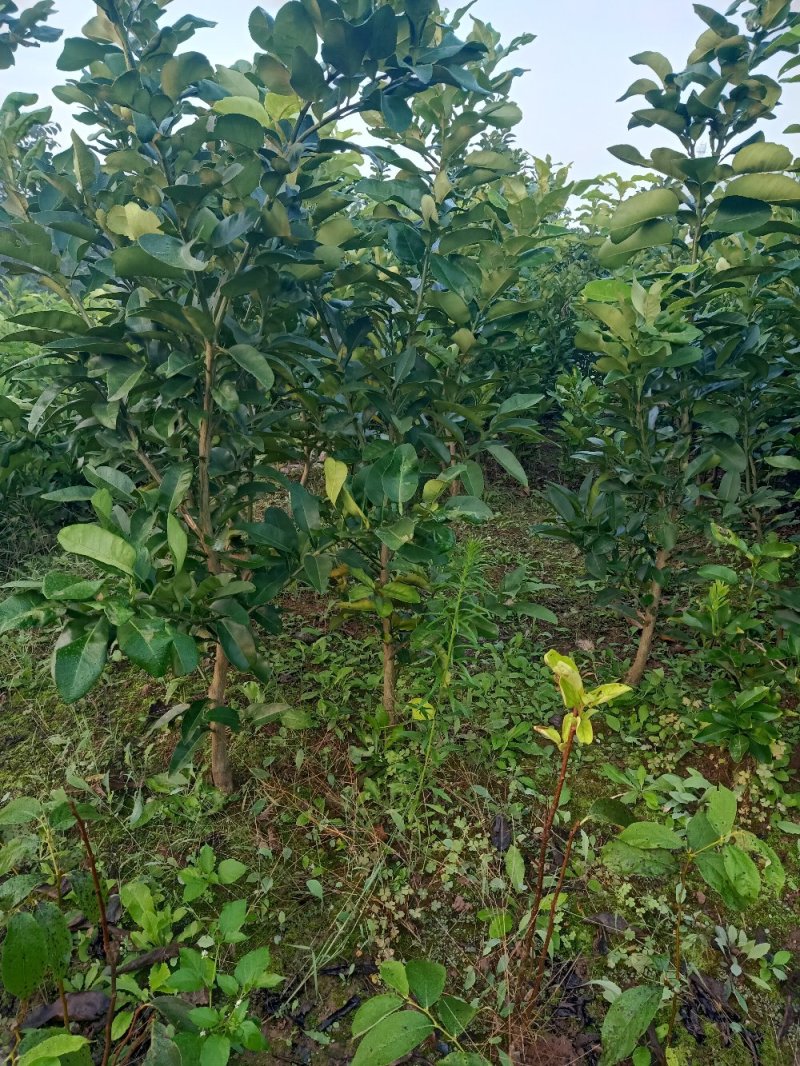 红心柚苗现挖现发，保证质量，尽快发货，诚信交易