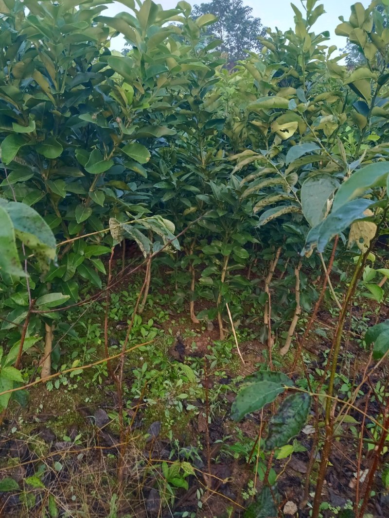 红心柚苗现挖现发，保证质量，尽快发货，诚信交易