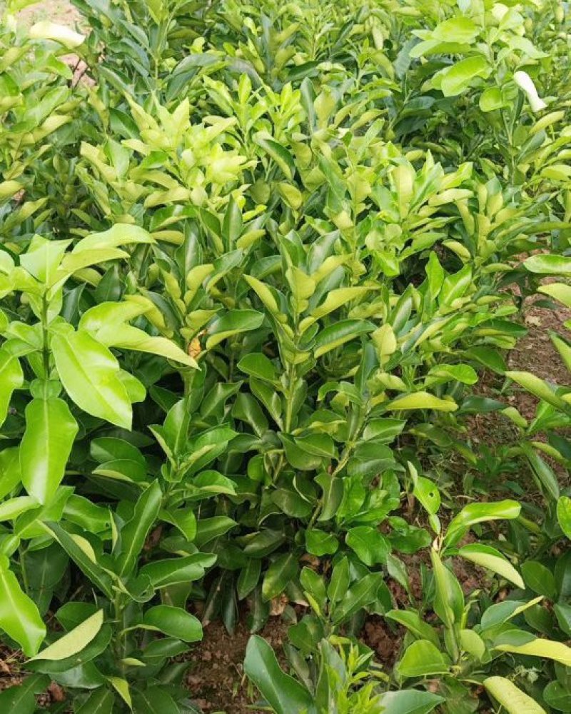 红心柚苗现挖现发，保证质量，尽快发货，诚信交易
