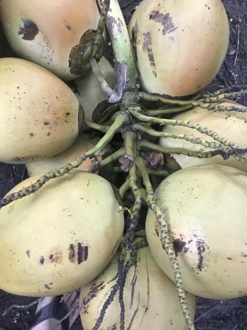 新鲜椰子清爽可口6个一件包邮（厂家直销）
