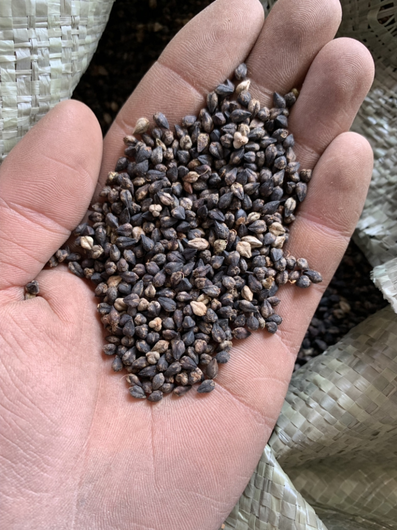 黑苦荞麦产地直销，大量发货，质量保证，欢迎采购
