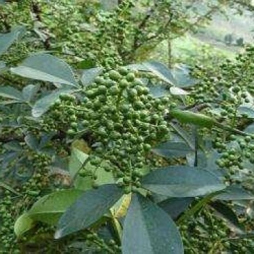花椒树苗，大红袍树苗，青花椒树苗，山东种苗