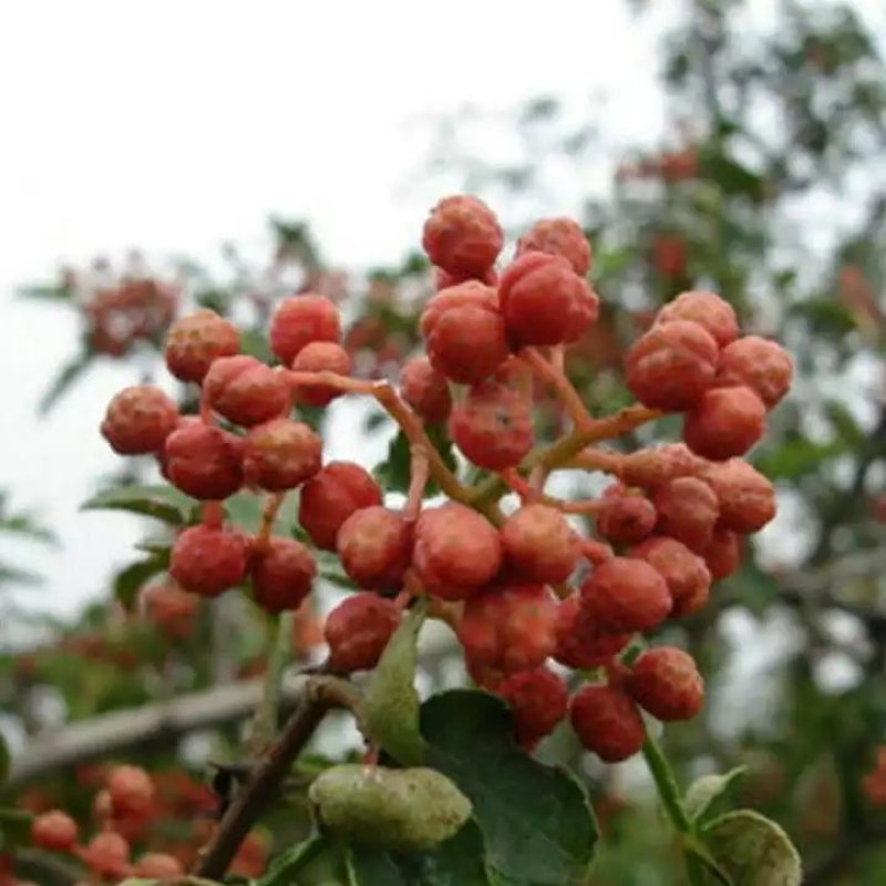 花椒树苗，大红袍树苗，青花椒树苗，山东种苗