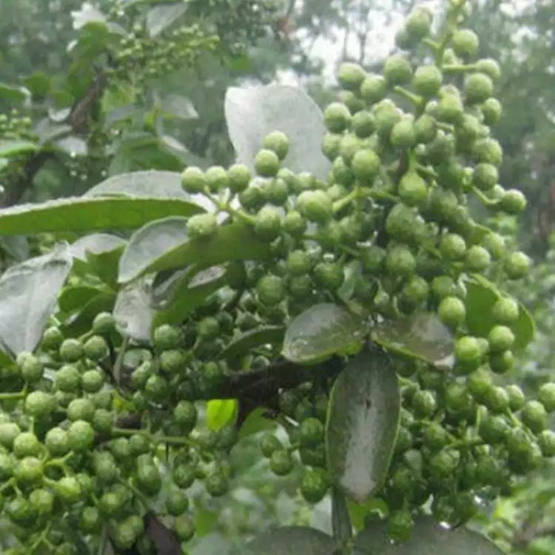 花椒树苗，大红袍树苗，青花椒树苗，山东种苗