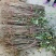 花椒树苗，大红袍树苗，青花椒树苗，山东种苗