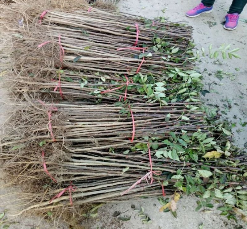 花椒树苗，大红袍树苗，青花椒树苗，山东种苗