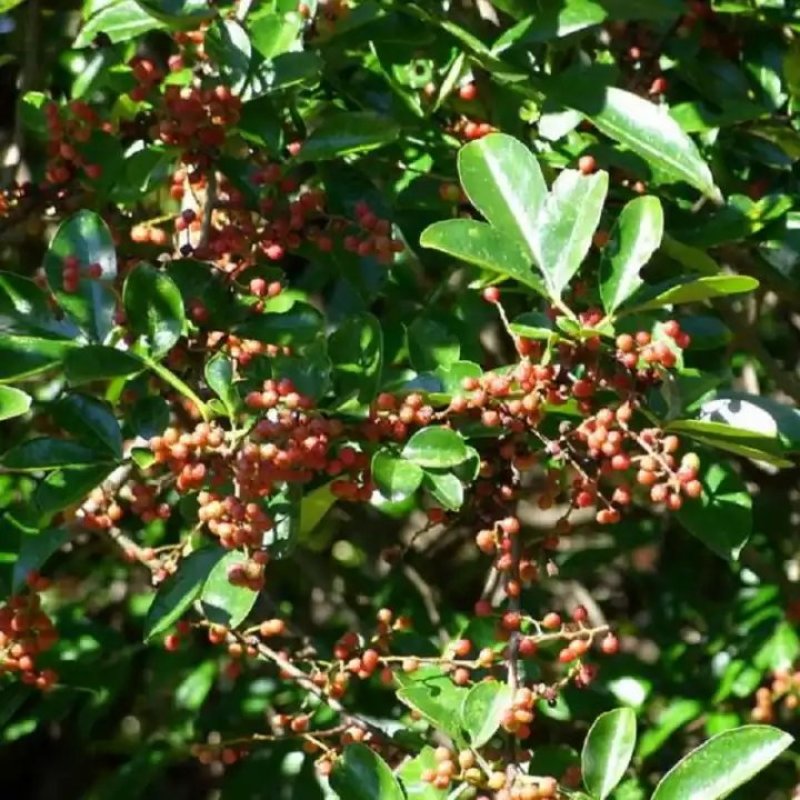花椒树苗，大红袍树苗，青花椒树苗，山东种苗