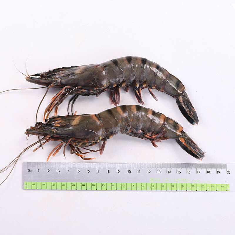 【餐饮直供】深海斑节虾九节虾活急冻斑节虾顺丰冷链包邮