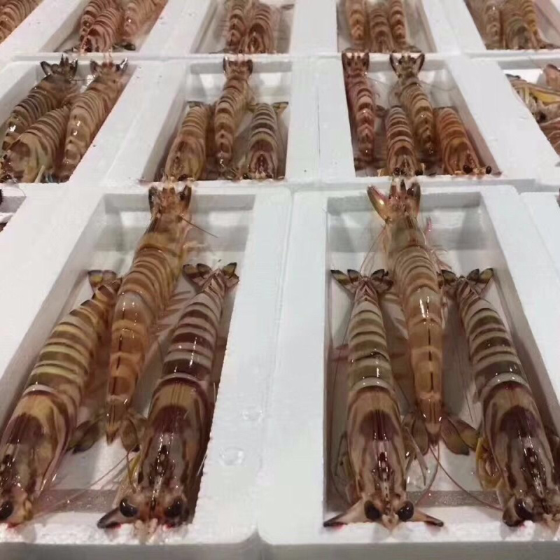 【餐饮直供】深海斑节虾九节虾活急冻斑节虾顺丰冷链包邮