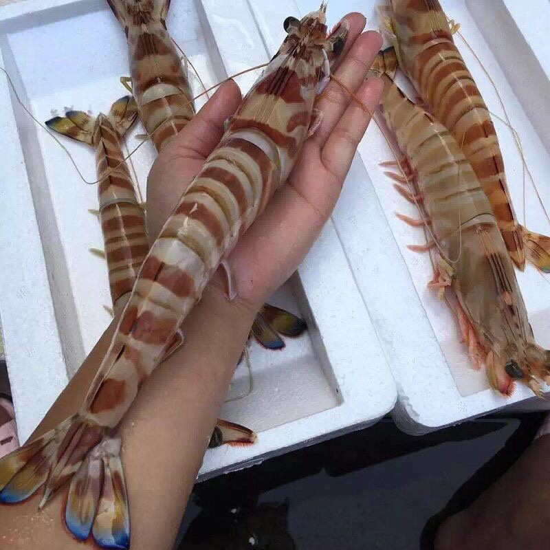 【餐饮直供】深海斑节虾九节虾活急冻斑节虾顺丰冷链包邮