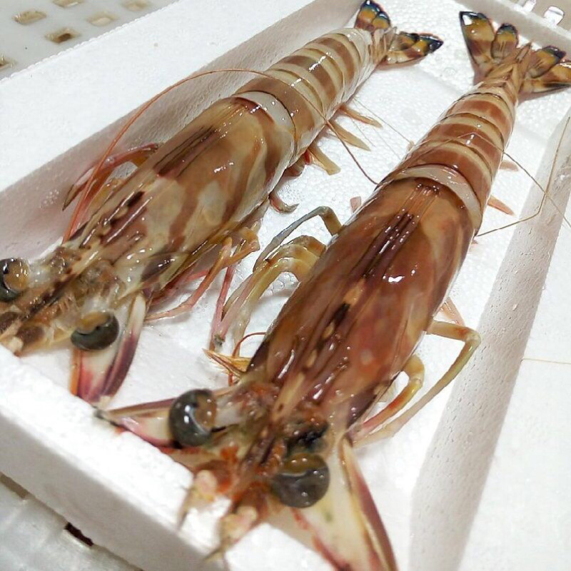 【餐饮直供】深海斑节虾九节虾活急冻斑节虾顺丰冷链包邮