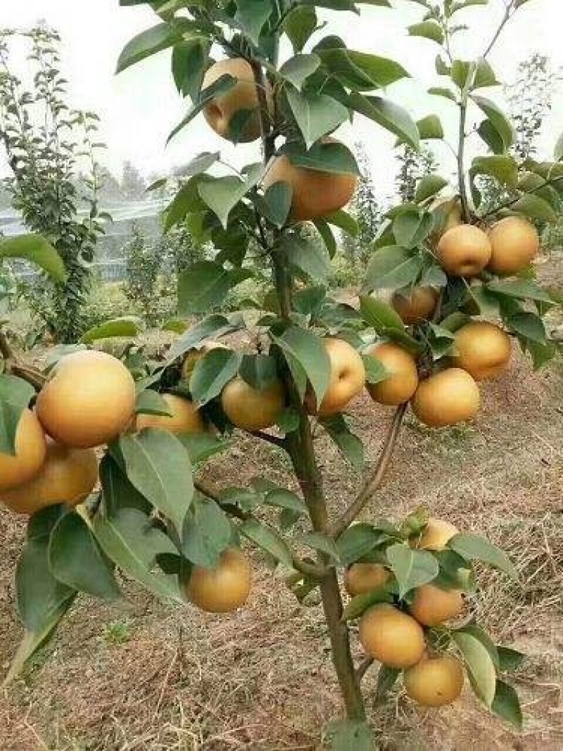 水晶梨树苗晚秋黄梨树水晶梨树基地直发现挖现发视频看货