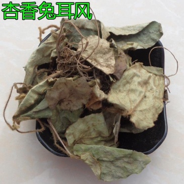 杏香兔儿风，品质纯正，野生药材，干度好无霉无杂，产地货源