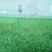 白茅根