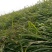 白茅根