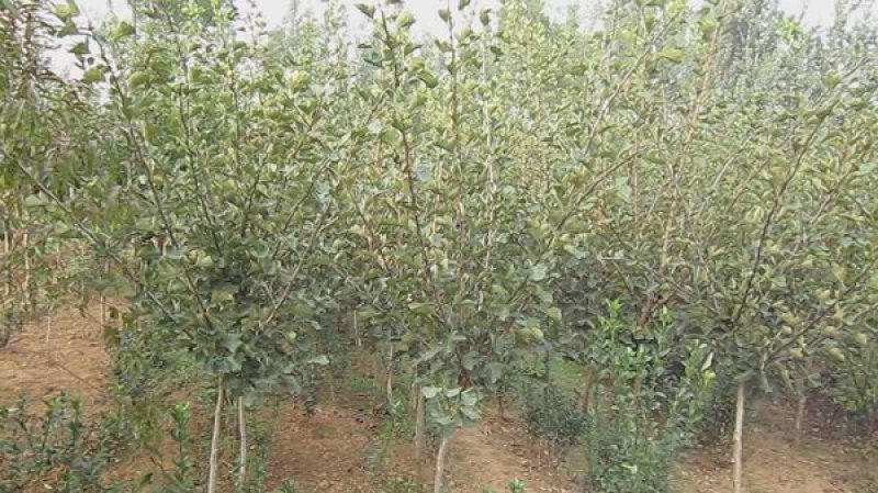 山楂树苗，大金星，大五棱，左伏基地直销，诚信经营！