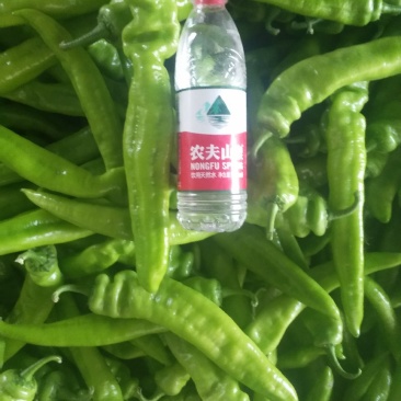 尖椒青皮牛角椒产地直供大量上市中货源充足